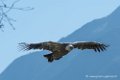 vautour-d500_0222
