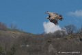 vautour-d500_0224