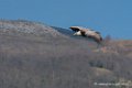 vautour-d500_0225