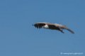 vautour-d500_0226