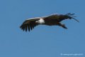 vautour-d500_0227