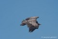 vautour-d500_0228