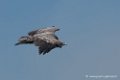 vautour-d500_0229