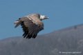 vautour-d500_0230