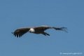 vautour-d500_0232