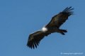 vautour-d500_0233
