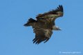 vautour-d500_0234