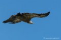 vautour-d500_0235
