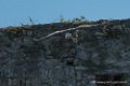 vautour-d500_0237