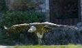 vautour-d500_0239