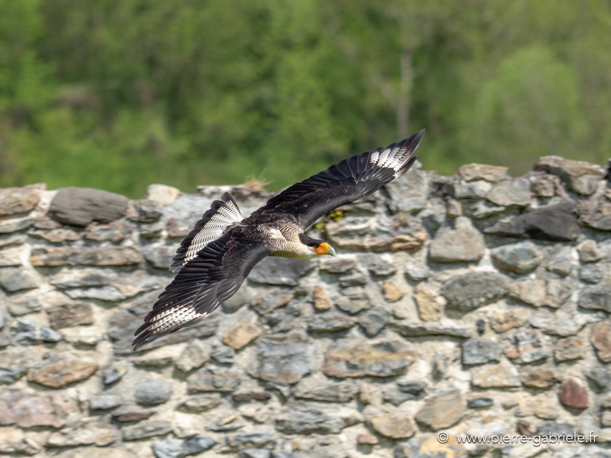 caracara-g92_0736.jpg