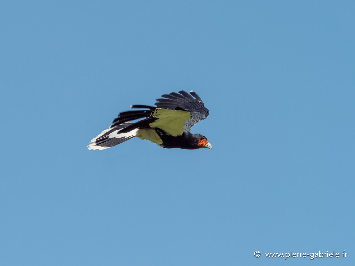caracara-g92_0738.jpg