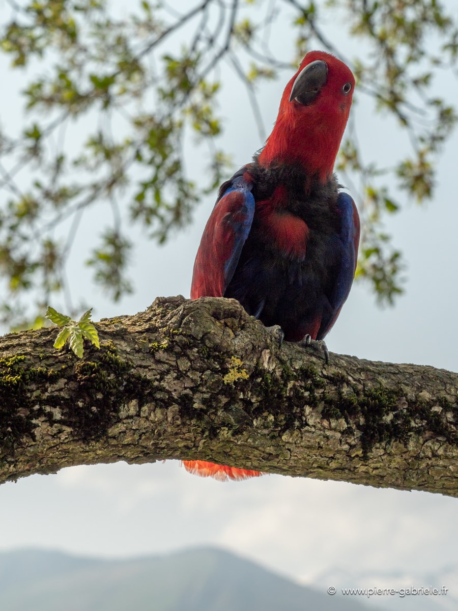 eclectus-g92_0771.jpg