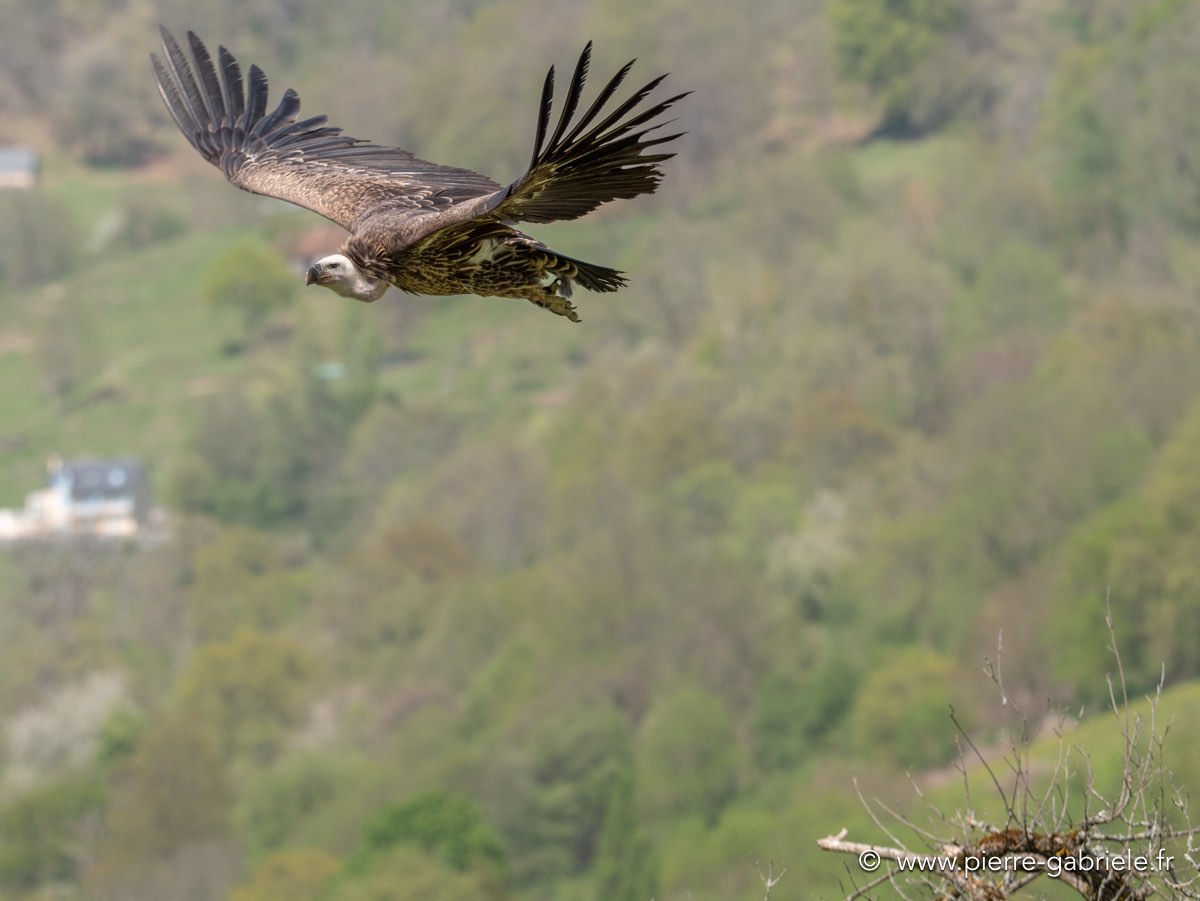 vautour-g92_0759.jpg