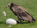 percnoptere-g91_1674