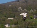percnoptere-g92_0743