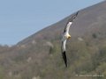percnoptere-g92_0744