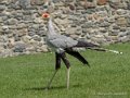 serpentaire-g92_0725