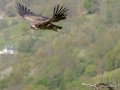 vautour-g92_0759