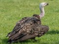 vautour-g92_0768