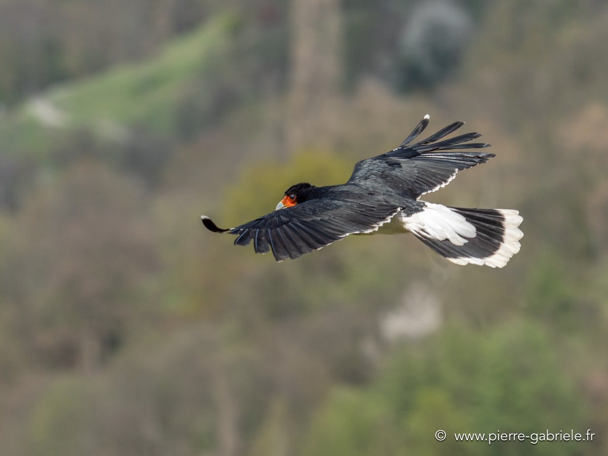 caracara-g92_0669.jpg