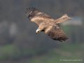 milan-g91_1552