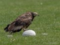 percnoptere-g91_1529