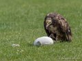 percnoptere-g91_1532