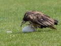 percnoptere-g91_1533
