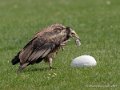 percnoptere-g91_1534