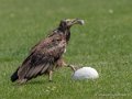percnoptere-g91_1535