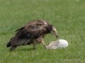 percnoptere-g91_1538