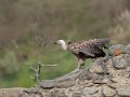 vautour-g91_1594