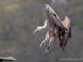 vautour-g91_1600