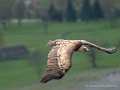 vautour-g91_1604