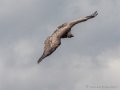 vautour-g91_1629