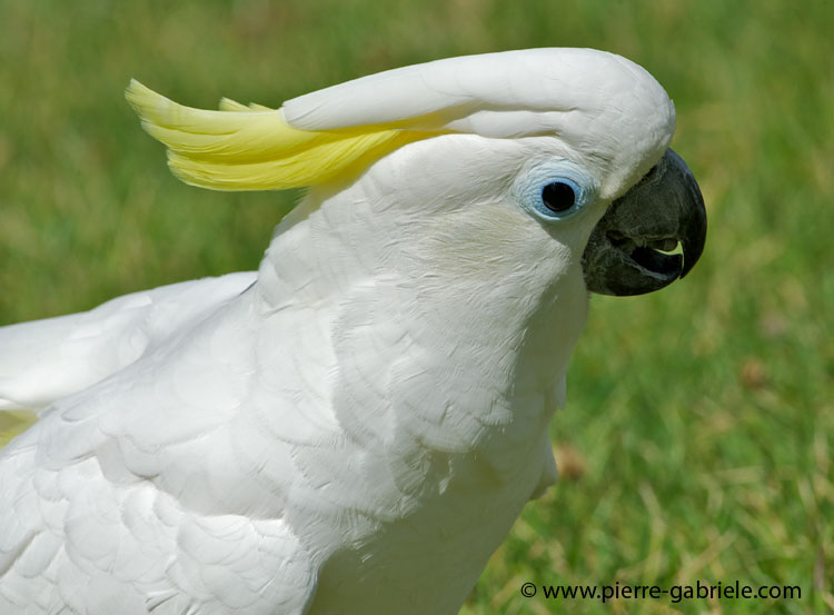 cacatoes_6793.jpg