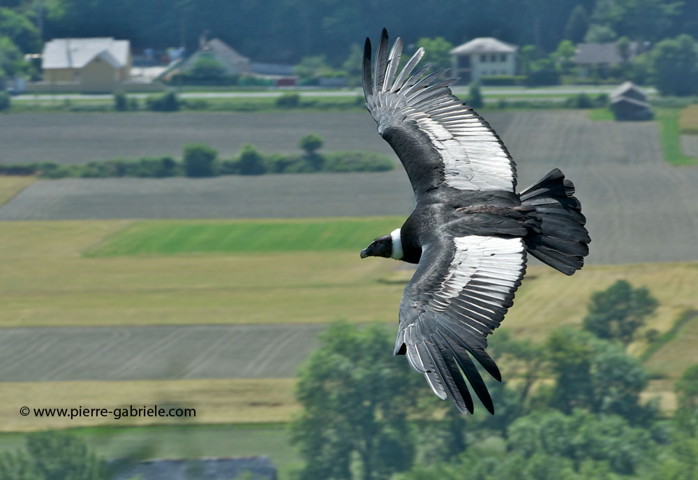 condor_6761.jpg