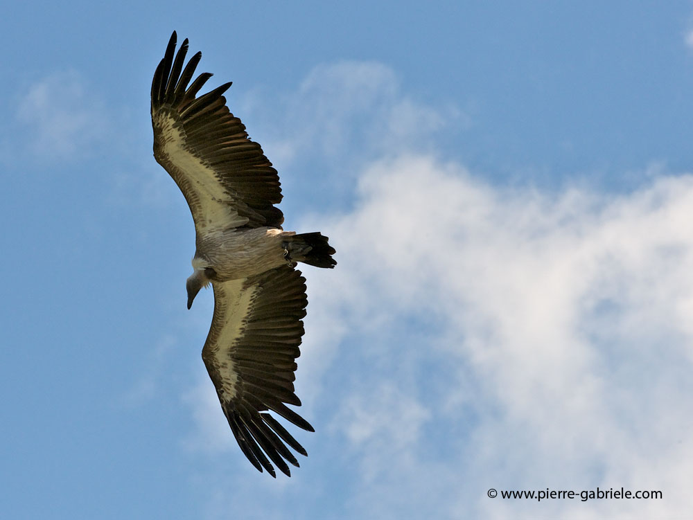 vautour_6776.jpg