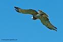 circaete_6743