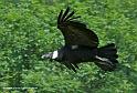 condor_6755