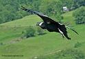 condor_6756