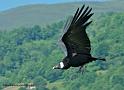 condor_6758