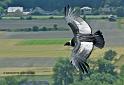 condor_6761