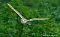 effraie_6723