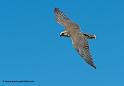 faucon_6618
