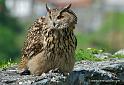 grand-duc_6735