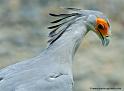 serpentaire_6651