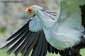 serpentaire_6652