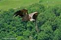 vautour_6767
